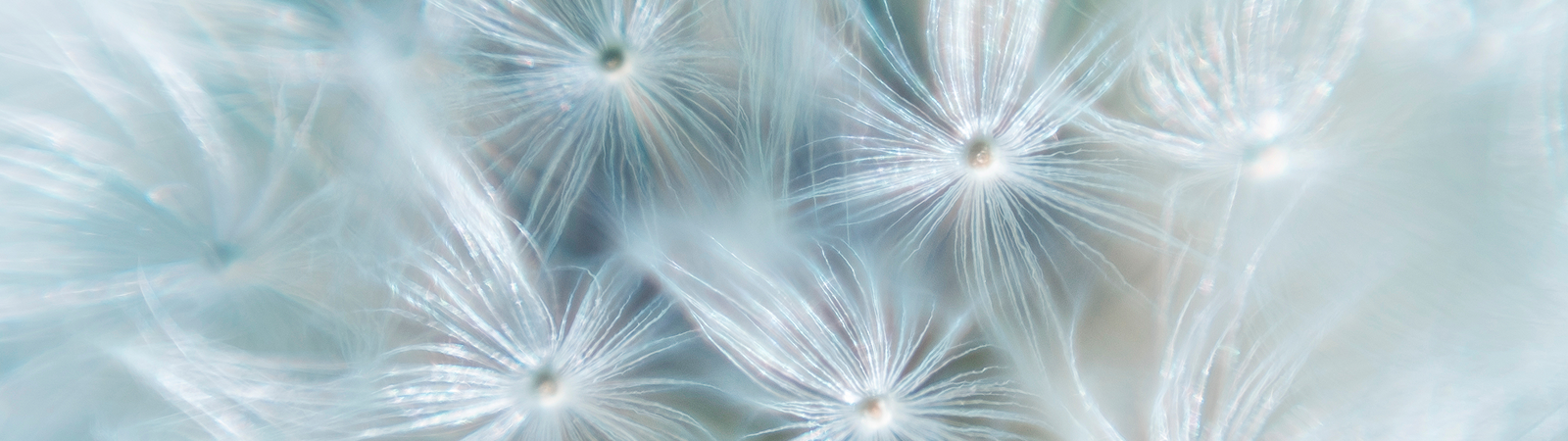 Delicate white filaments on a soft background.