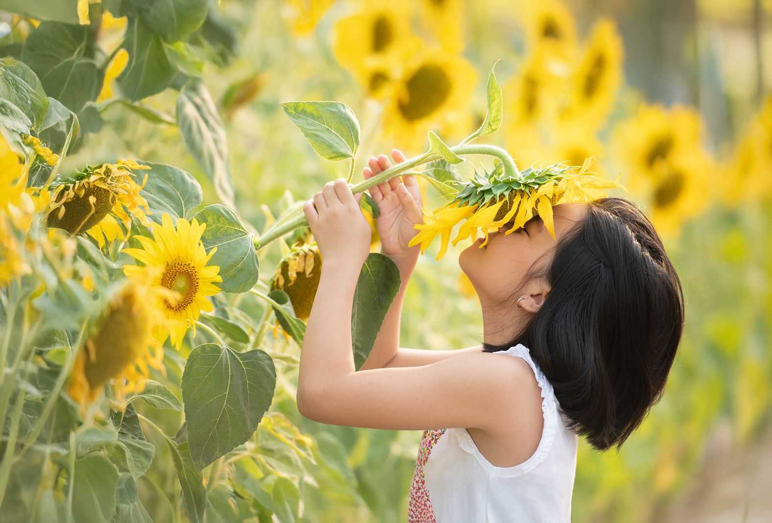 Child playing with sunflowers in a field.